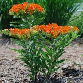 Native plants for slope deals stabilization