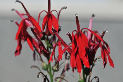 red flowers of cardinal flower