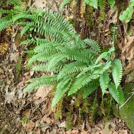 fronds of native Christmas fern
