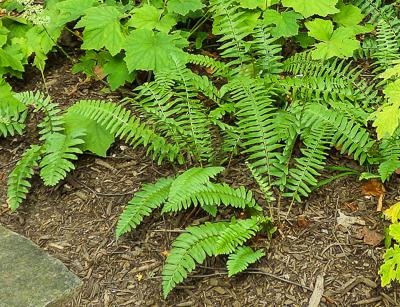 Maryland native deals ferns