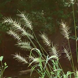 seed heads of Eastern bottlebrush grass