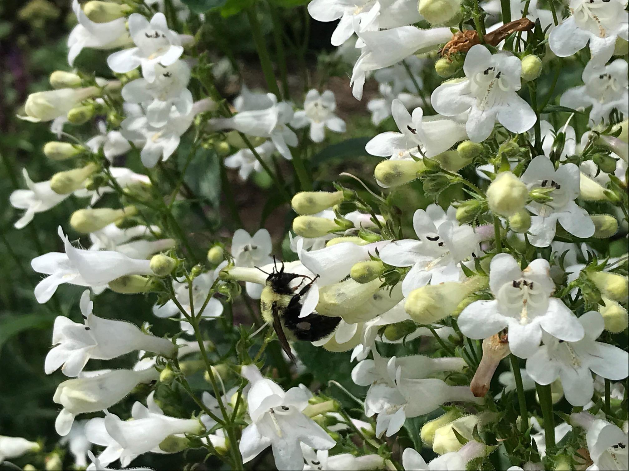 white flowers of native foxglove beardtongue plants