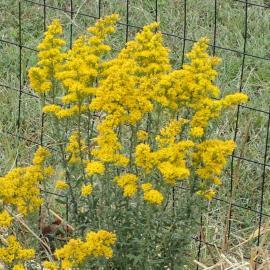 yellow flowers of native gray goldenrod