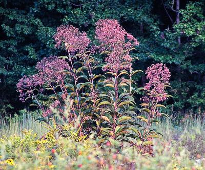 purple flowers of native joe pye weed
