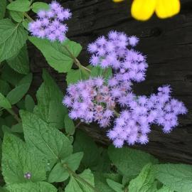 lavender flowers of native mistflower plant