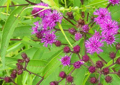 purple flowers of new york ironweed plant