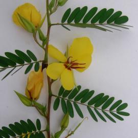 yellow flowers of native partridge pea plant