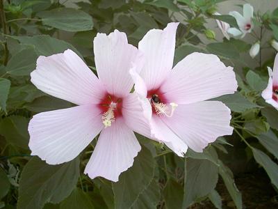 pink flowers of native rose mallow plant