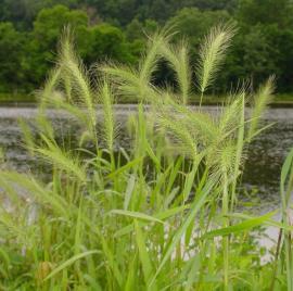 southeastern wildrye grasses