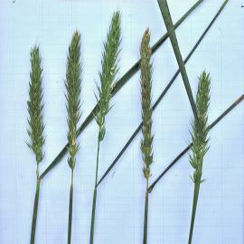 seed heads of Virginia wild rye grasses