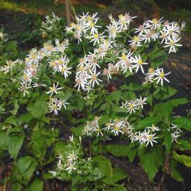 small white flowers on white wood aster plant