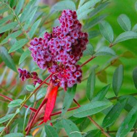 berries of native winged sumac plant