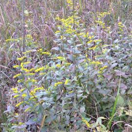 yellow flowers of wrinkle-leaved goldenrod