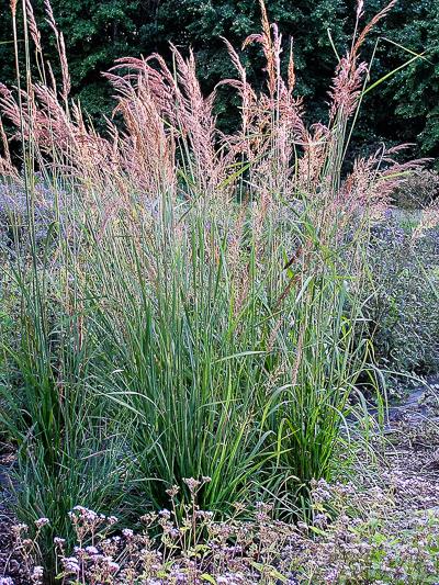 yellow indiangrass