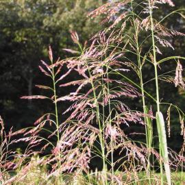 seed heads of native purpletop grasses