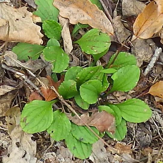 leaves of native pussytoes plant