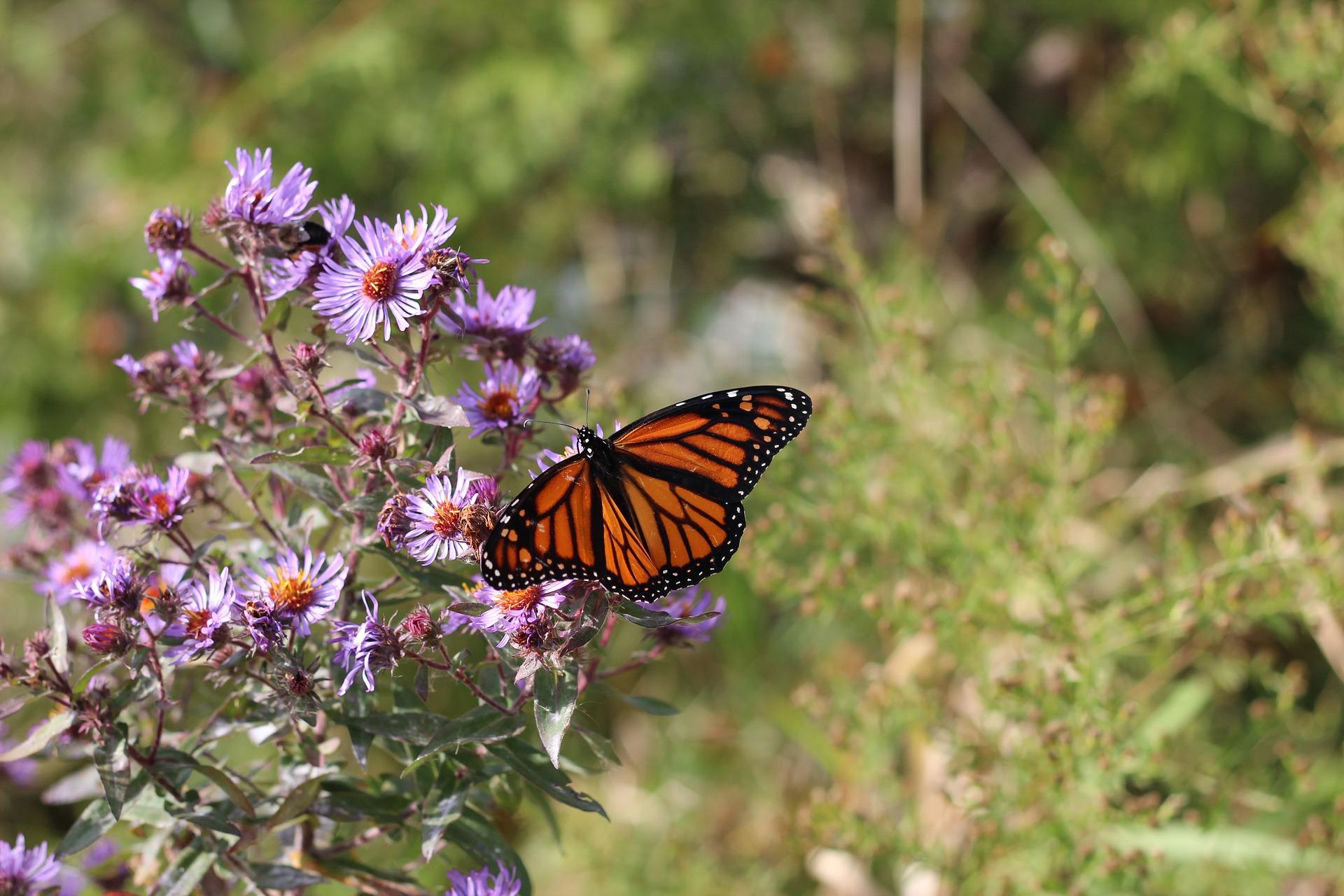 purple aster flowers and a monarch butterfly