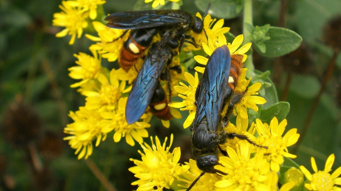 scoliid wasps on a flower