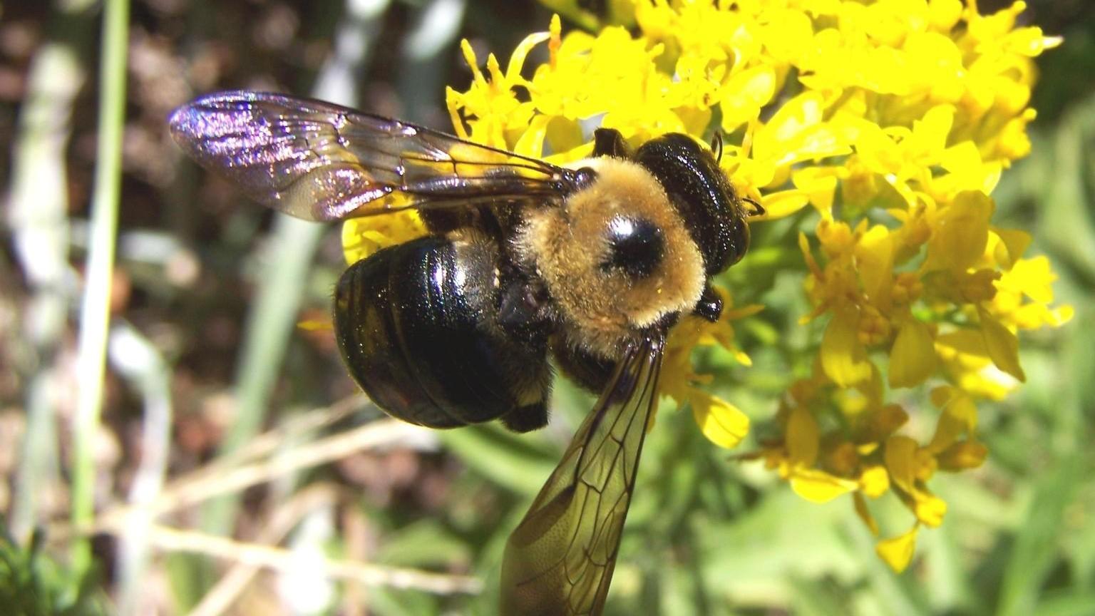 Carpenter Bees | University of Maryland Extension