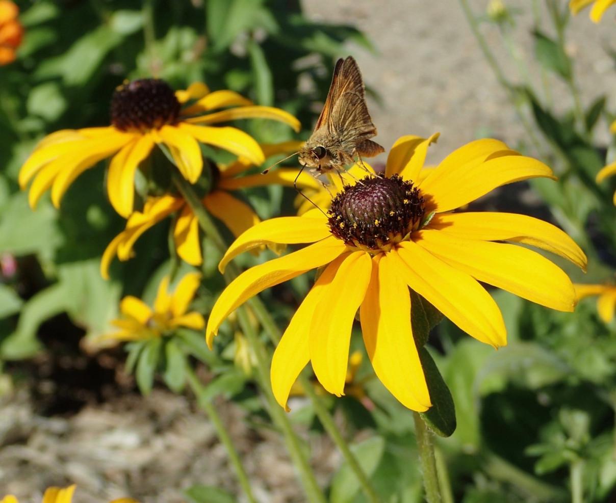 skipper insect on a black-eyed susan flower