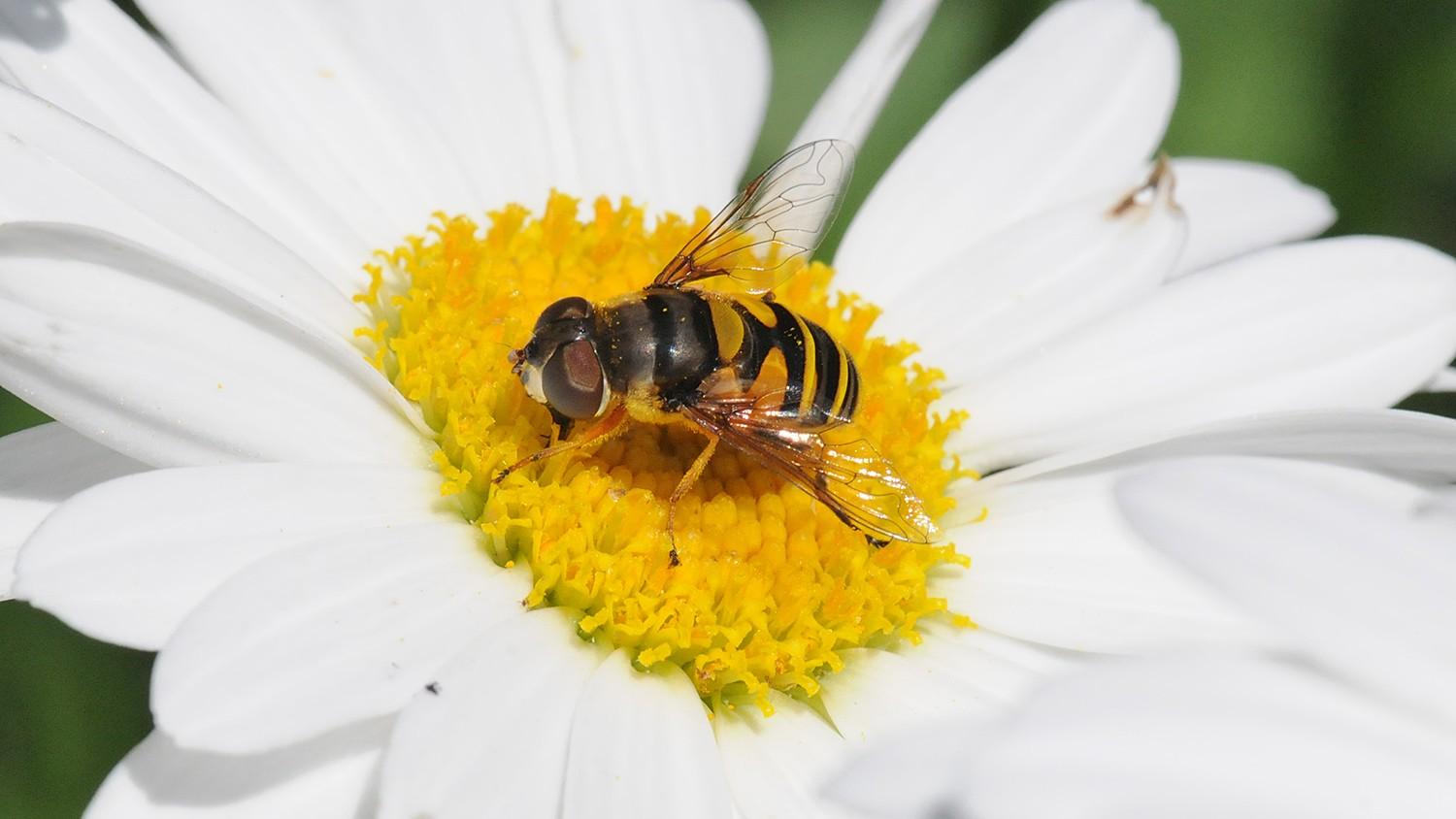 adult flower fly sitting on a white flower