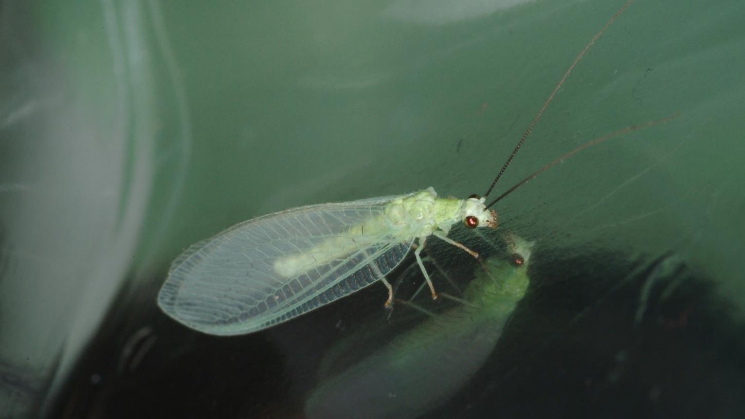 green lacewing insect resting on a leaf