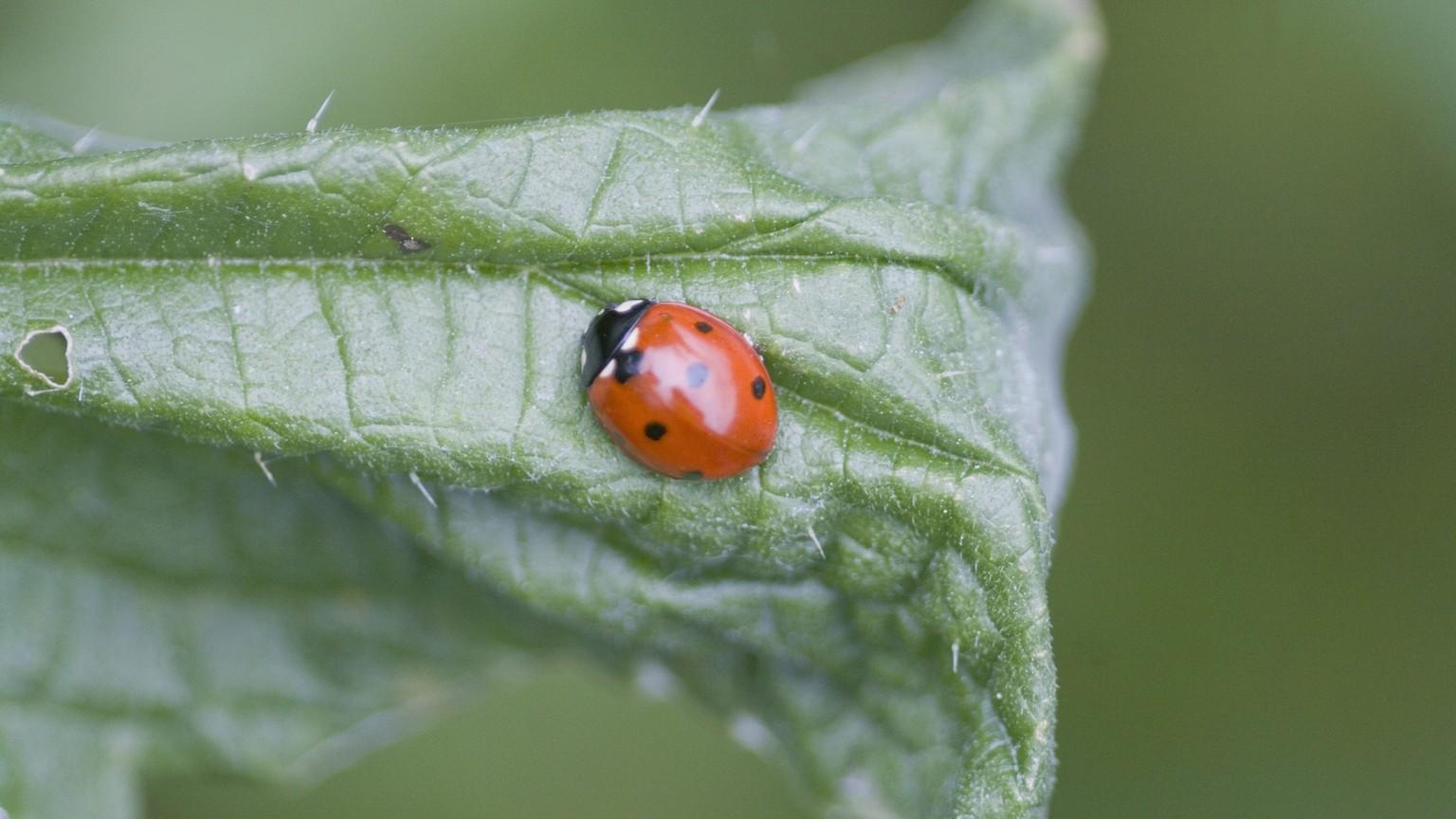 red seven-spotted ladybird beetle on a leaf