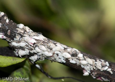 Female crapemyrtle bark scale