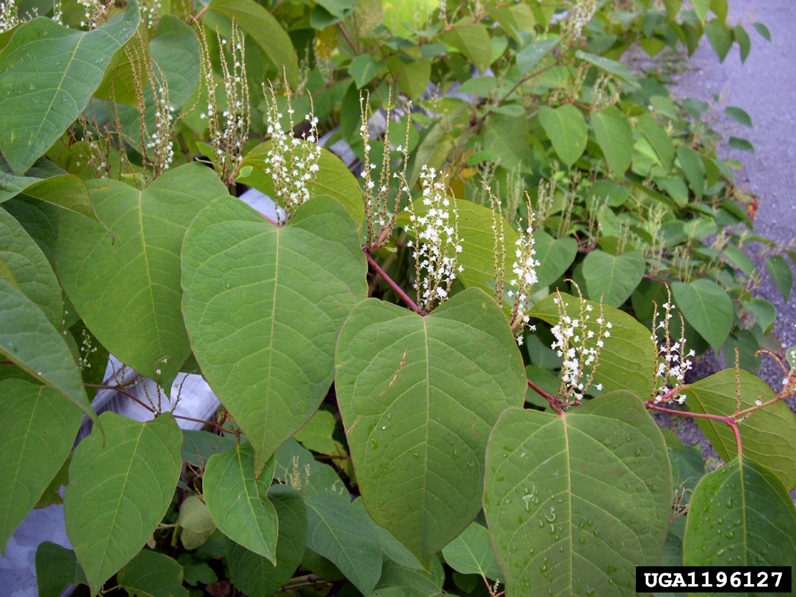 Japanese Knotweed | University Of Maryland Extension