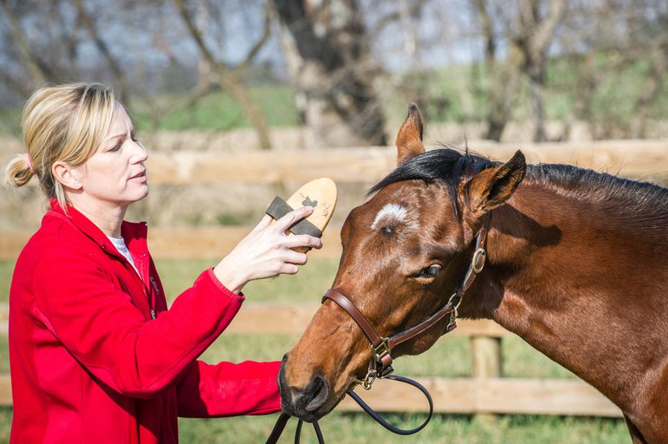 horse stable regulations