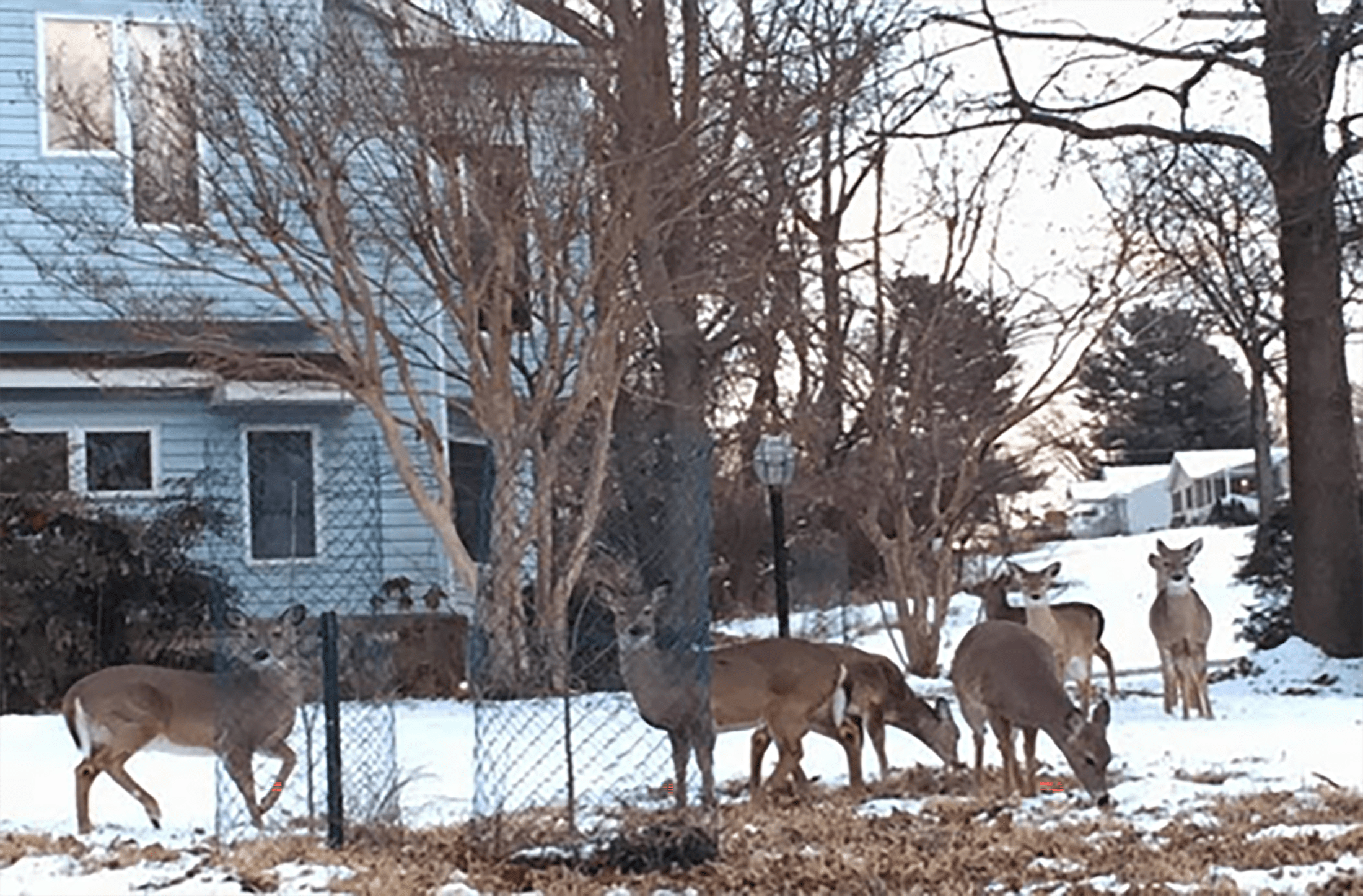 Deer in suburban yard