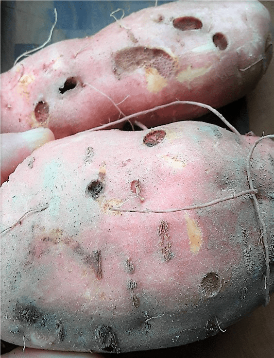 Fig. 2 White grub feeding damage to sweet potato