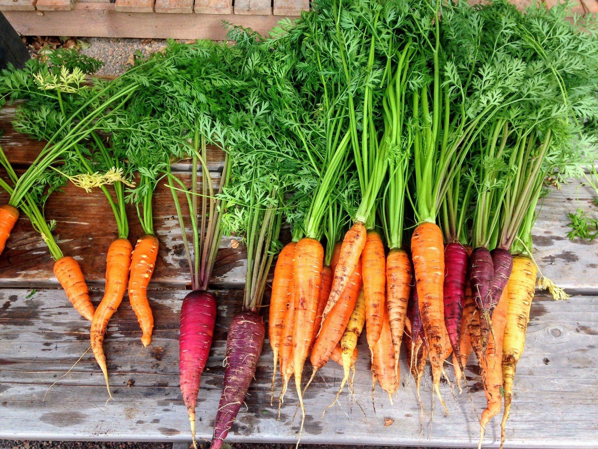 Selecting The Right Carrot Variety For Your Garden
