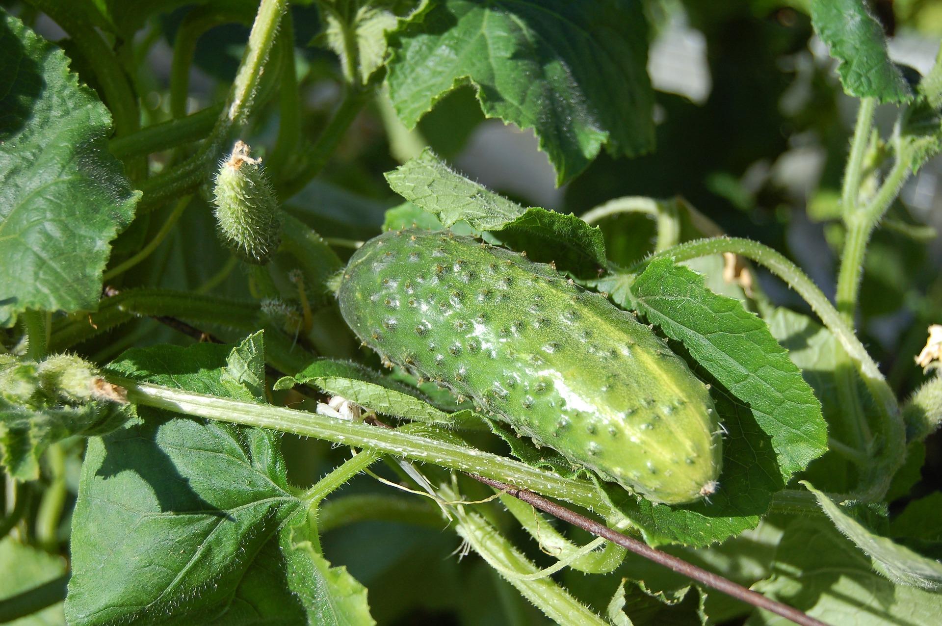 cucumbers growing on a vine