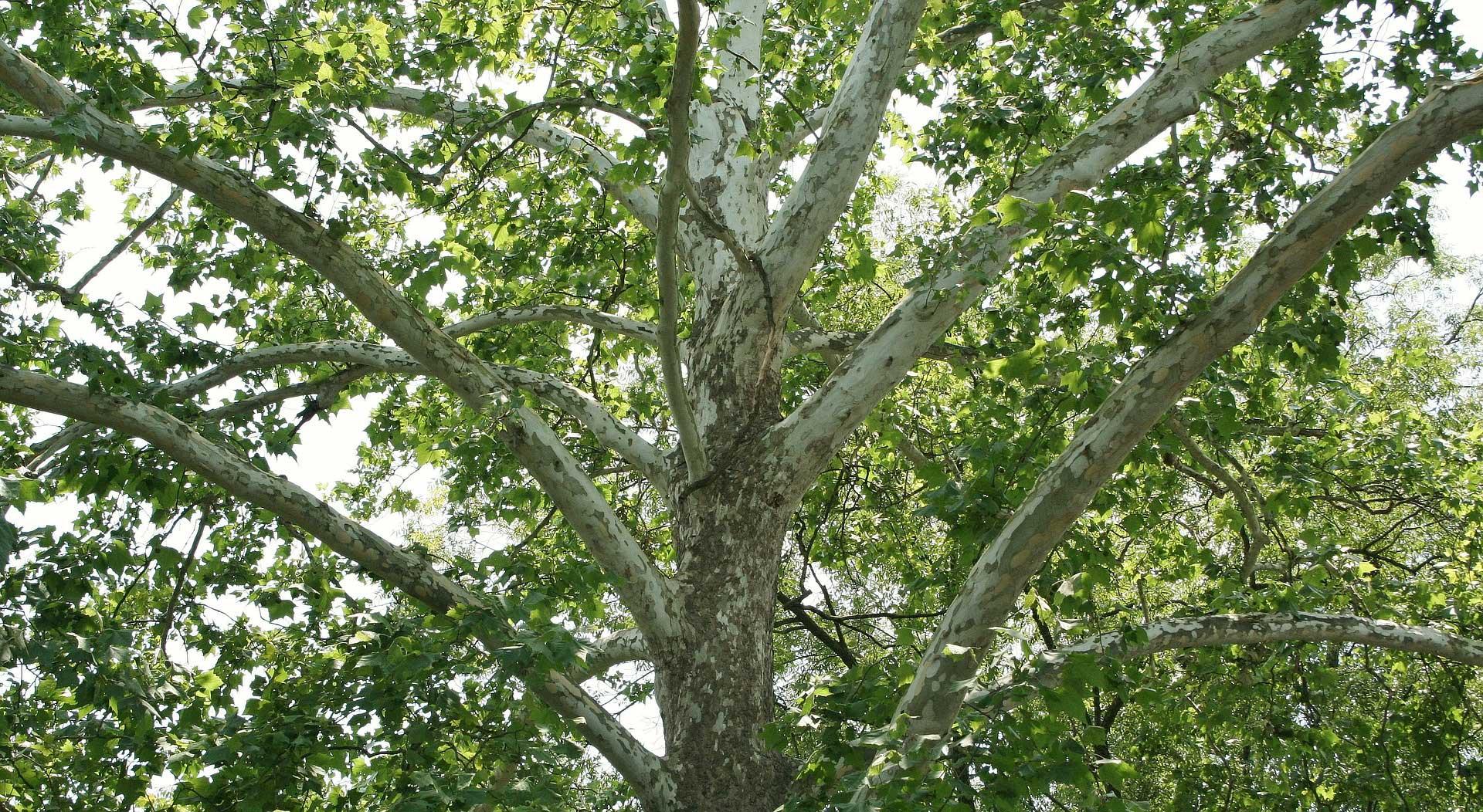 sycamore branching structure