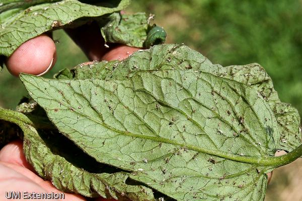 aphid damage on tomato plants