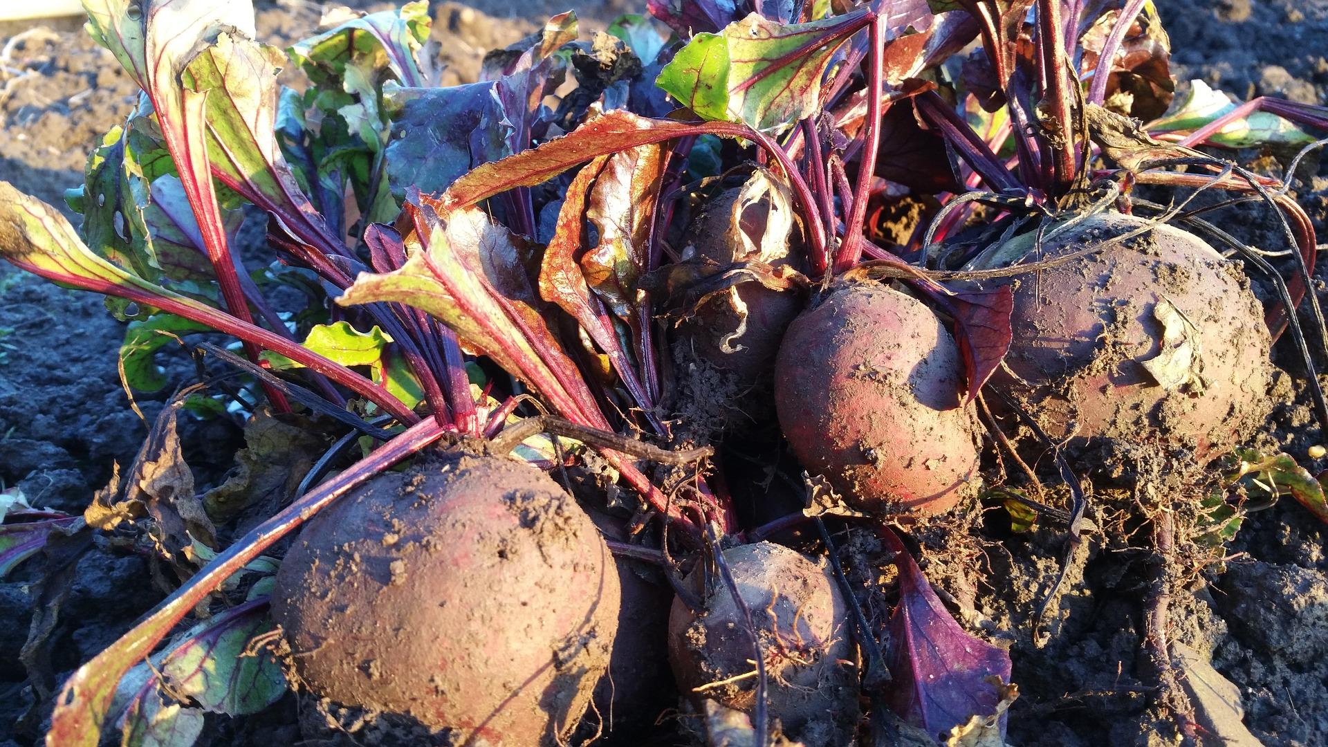 beets just harvested from the garden 