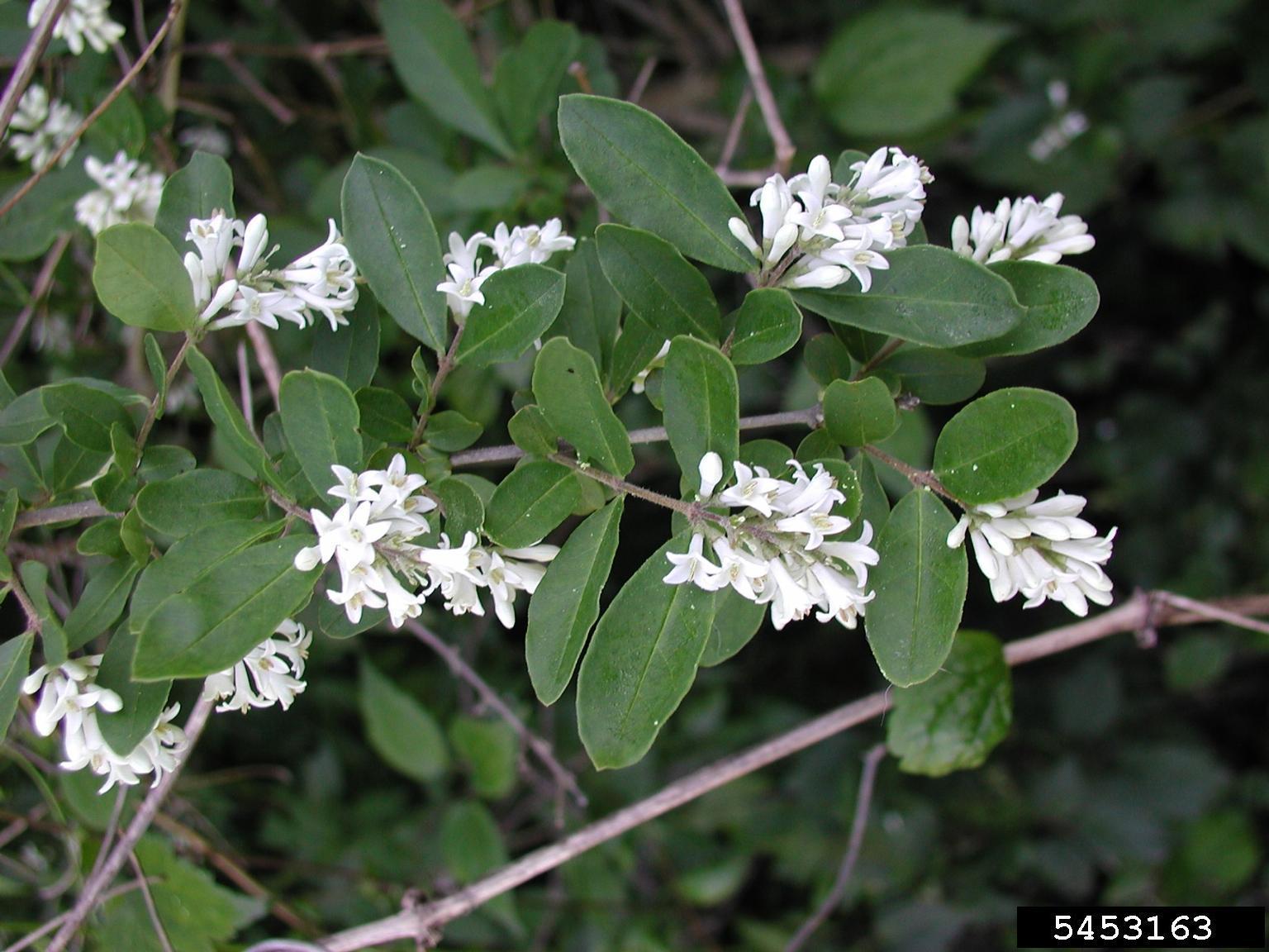 border privet shrub with white flowers