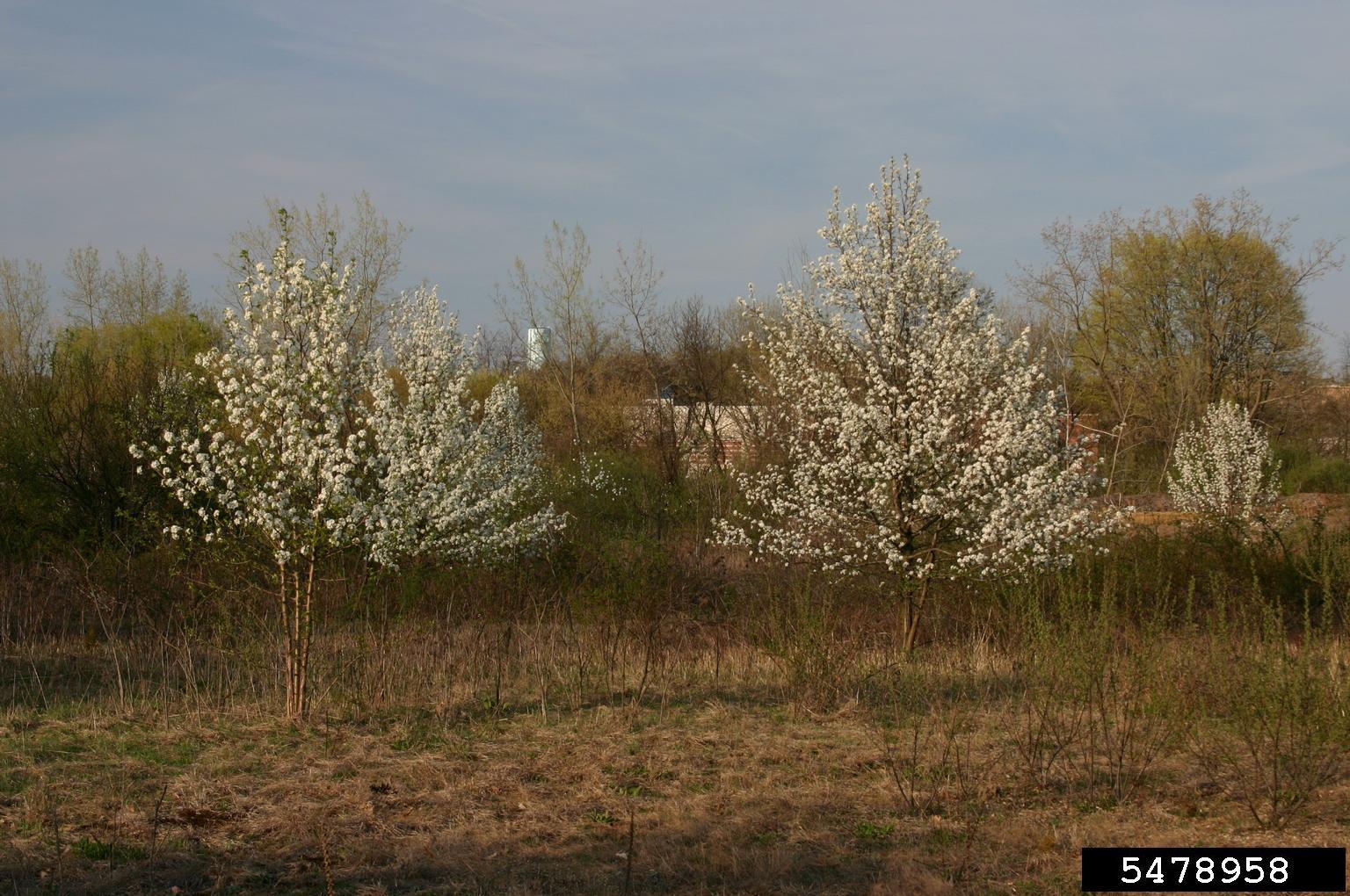 Invasive Bradford pear trees in bloom with white flowers