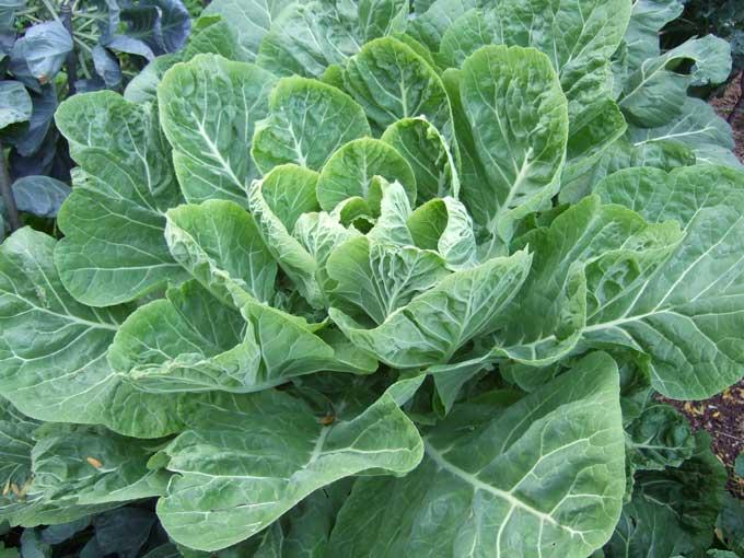 Image of Leafy greens plant