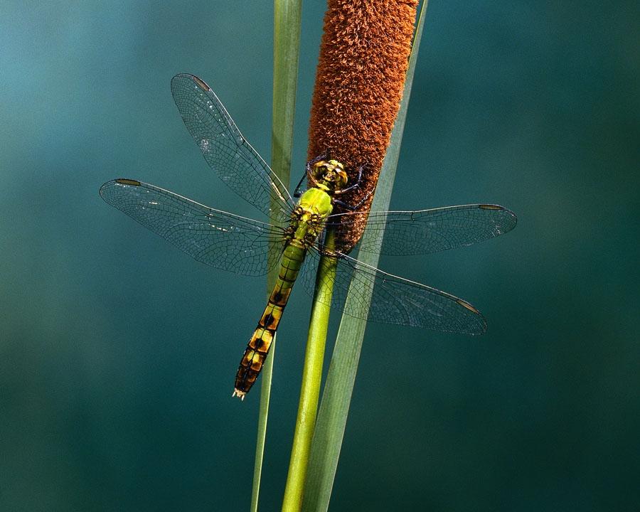 dragonfly on cattail
