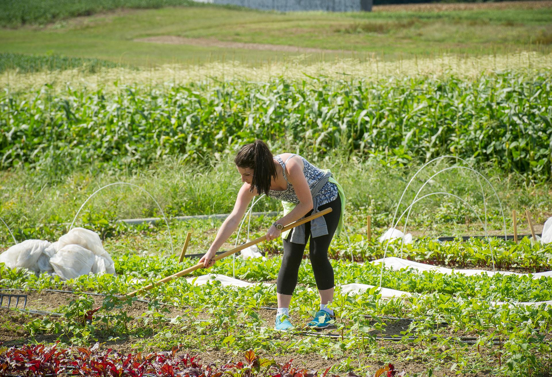 Woman working on terp farm fields with a rake tool