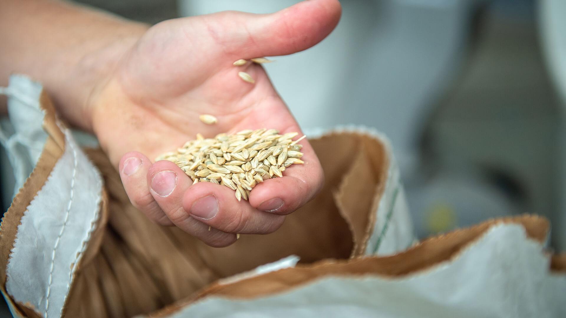 Hand holding grain over bag