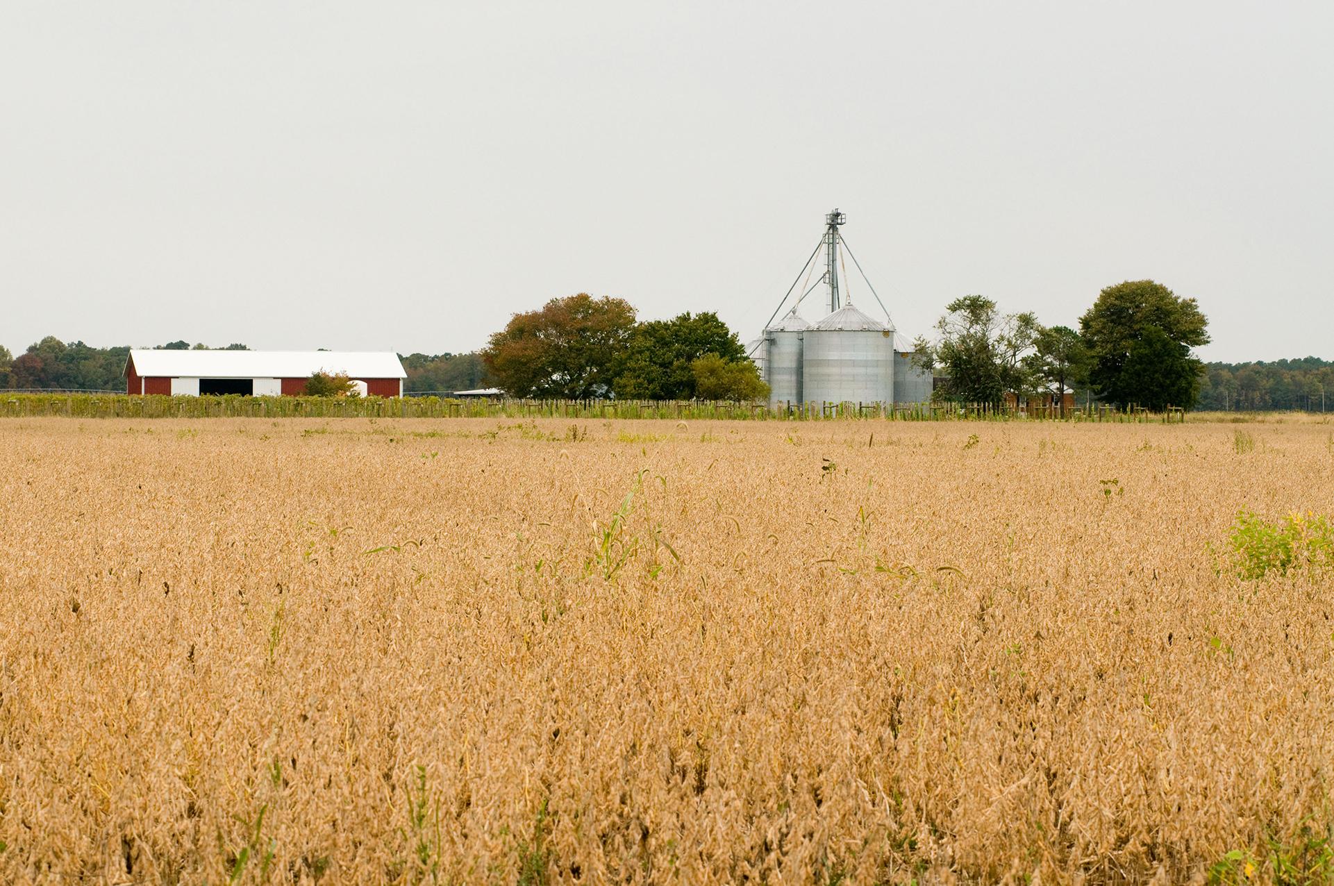 Brown field with grain crops in foreground and red barn and gray silos in background