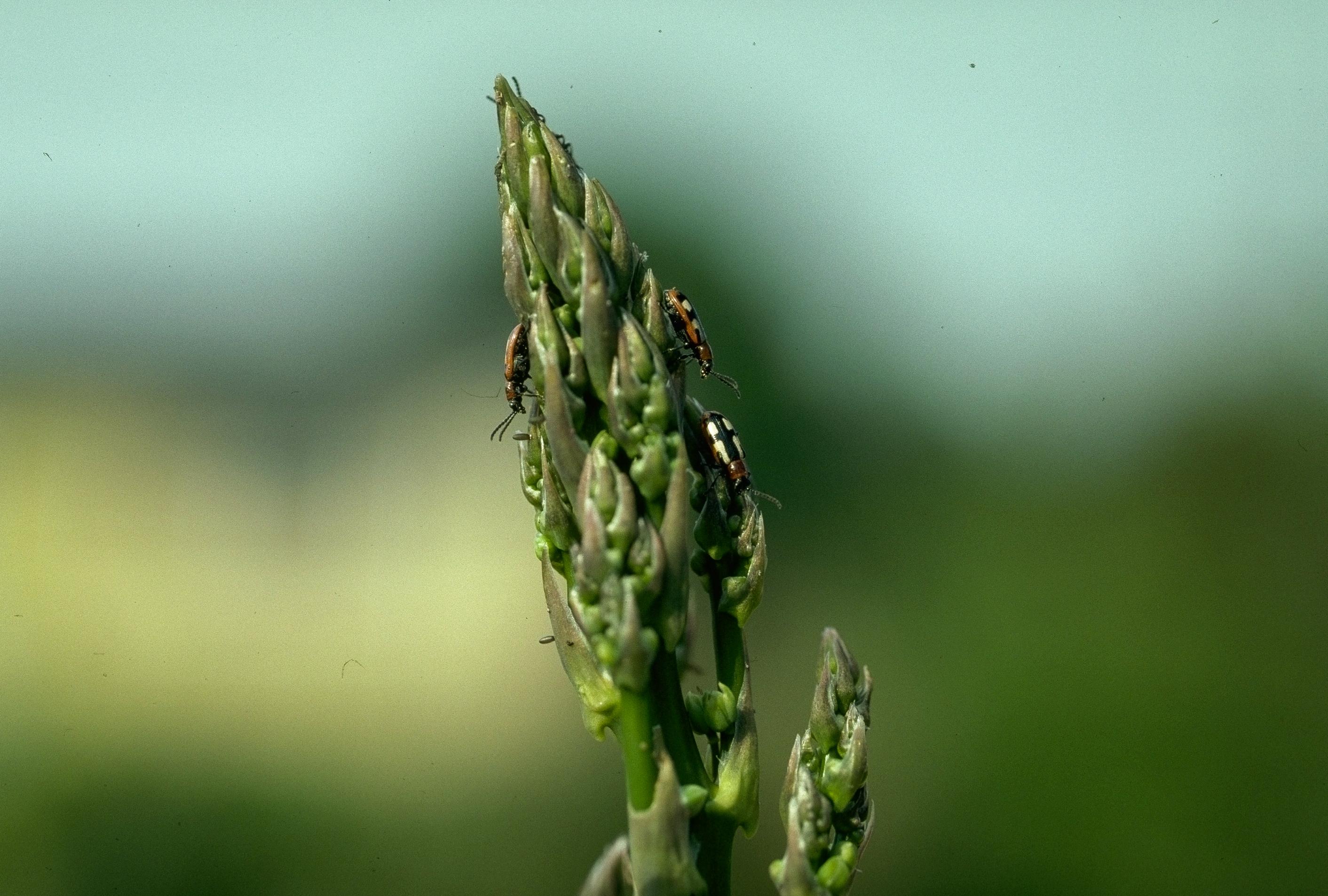Asparagus beetle on asparagus head