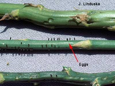 Asparagus beetle feeding damage and eggs