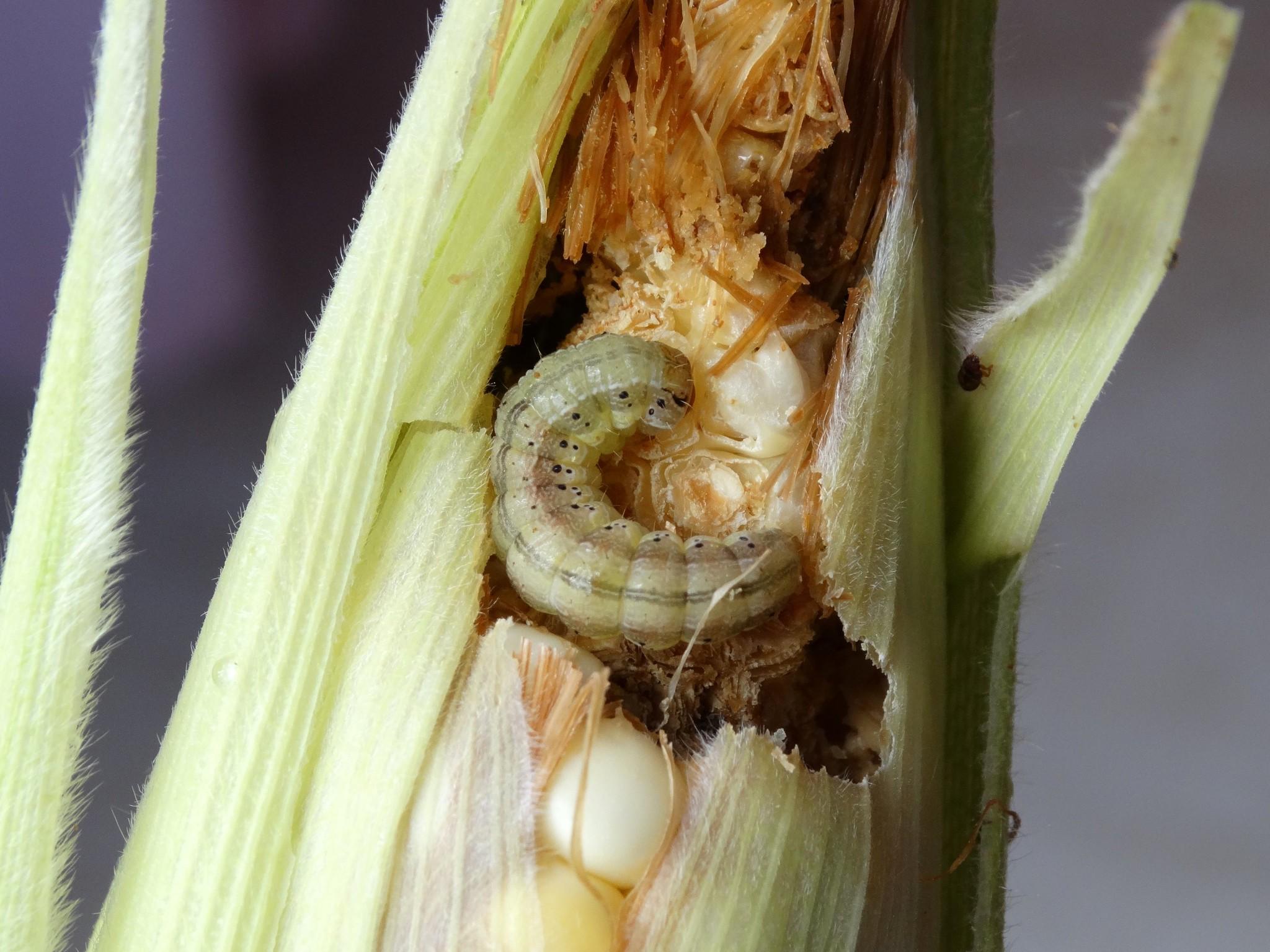 Corn earworm