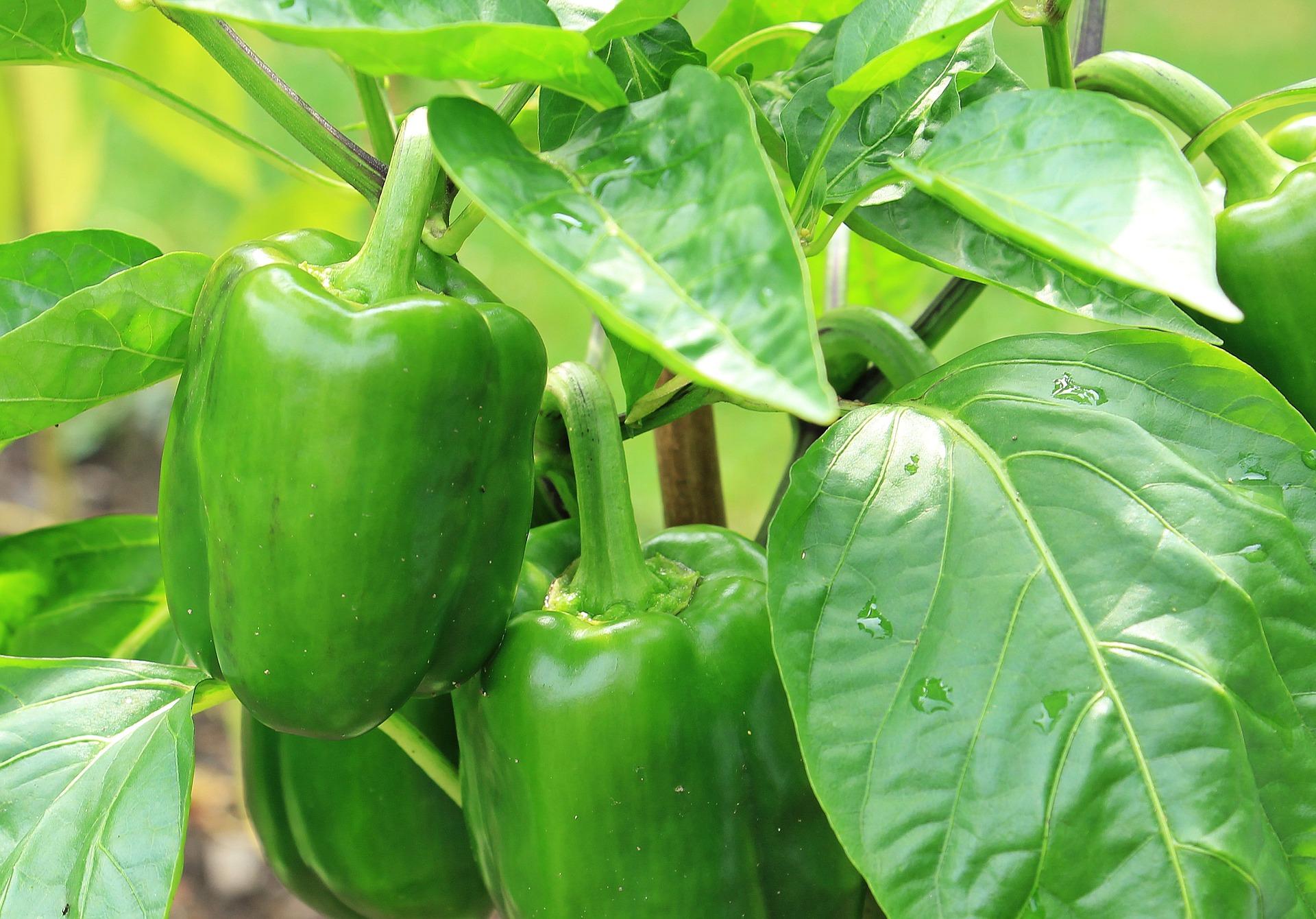 Growing Peppers in a Home Garden University of Maryland Extension image