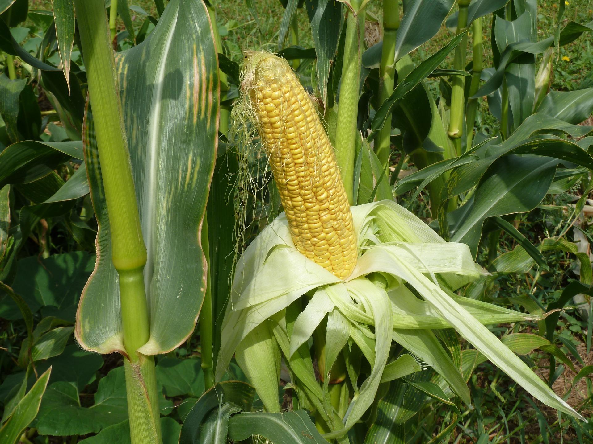 Growing Corn in Containers and Bags  Vivs Reviews