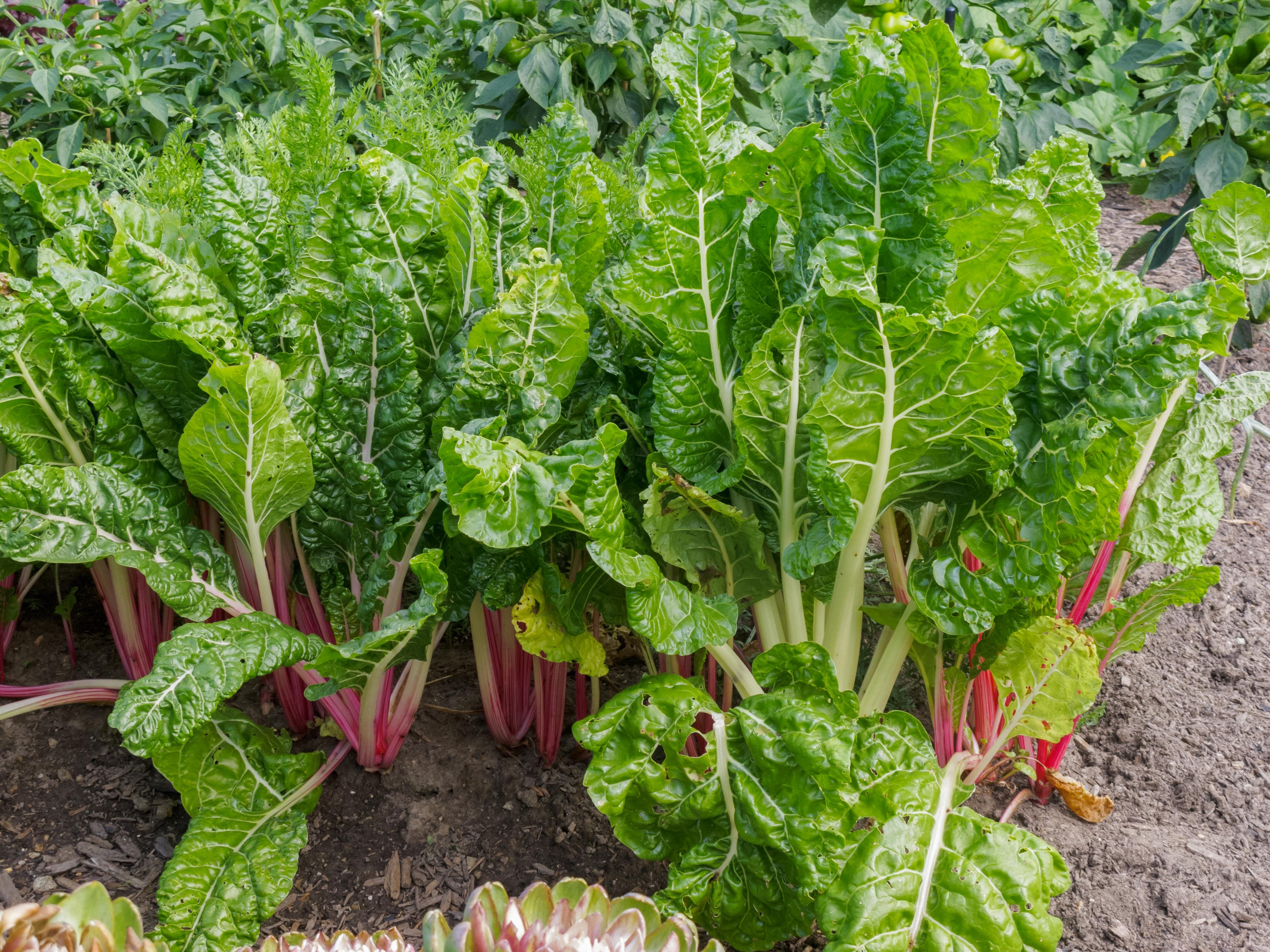 Swiss chard growing in a vegetable bed